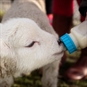 Lambing Experiences in Rutland - Lamb Feeding